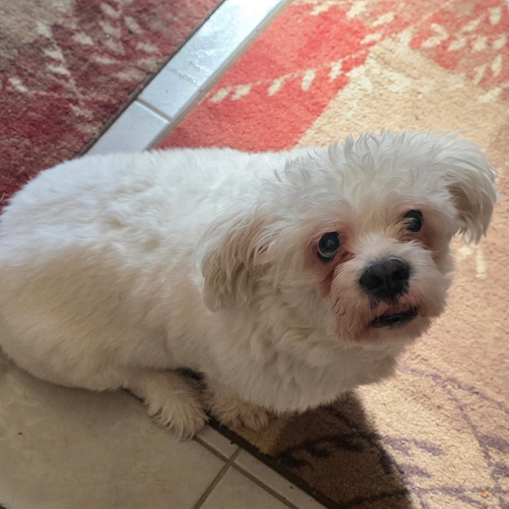 Small white fluffy dog sitting on a tiled floor beside a red rug, looking up at the camera.