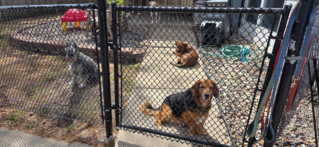 Two dogs inside a fenced outdoor kennel, one tan and black in front, one brown resting behind.