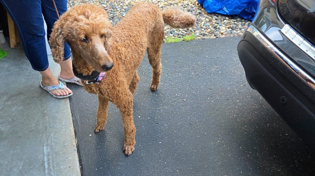 Curly brown poodle standing on a driveway beside a person’s legs and a car bumper