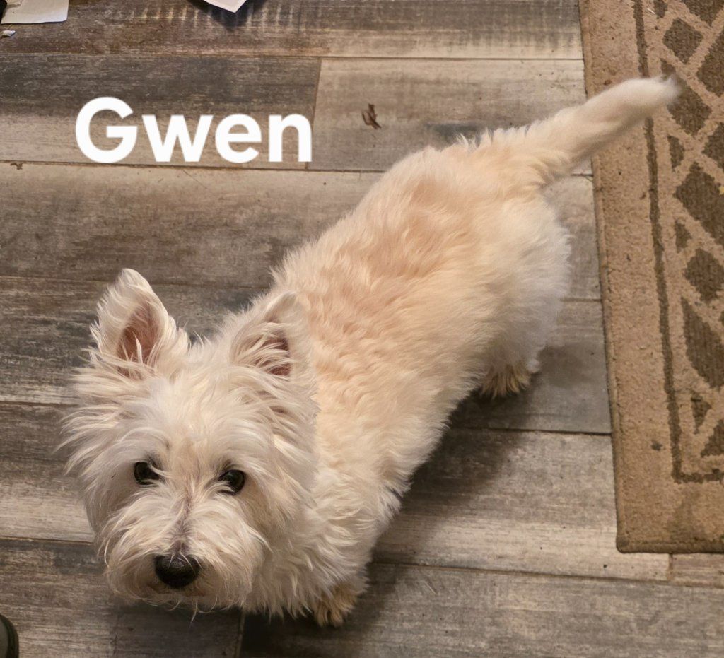 Small fluffy white dog named Gwen standing on a wood floor next to a rug, looking up.