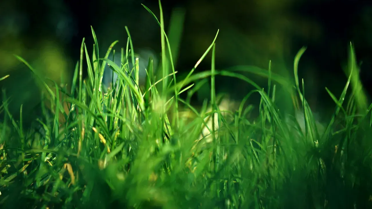 A close up of blades of grass