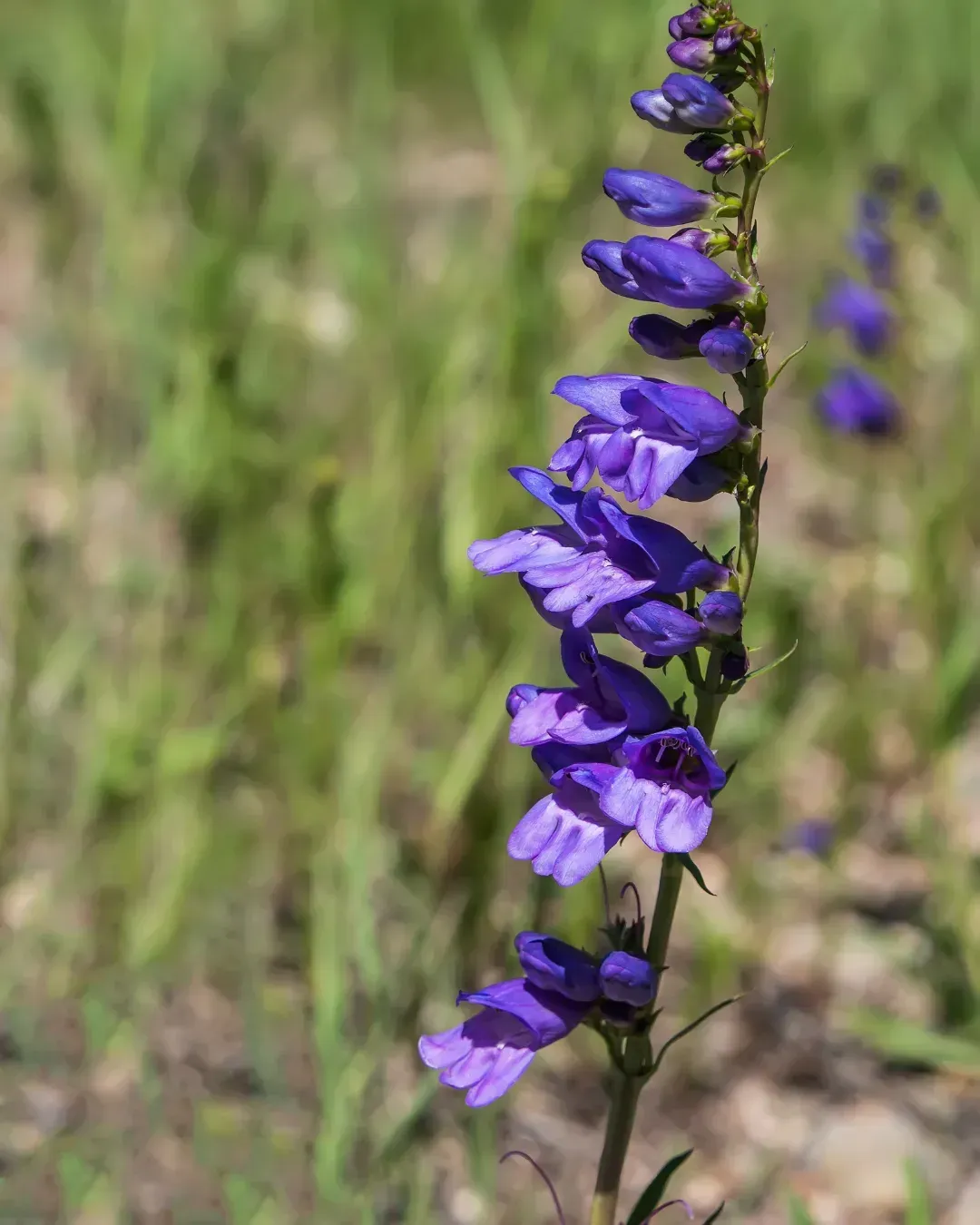 a rocky mountain penstemon flower
