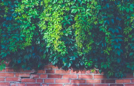 A brick wall with lots of green leaves on it.
