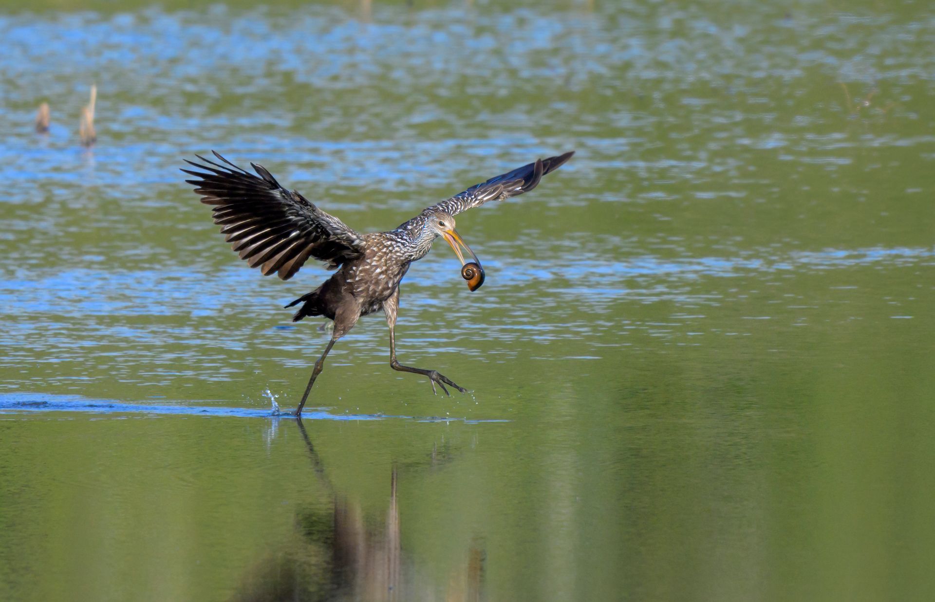 A black bird skims low over water with a fish in its beak.