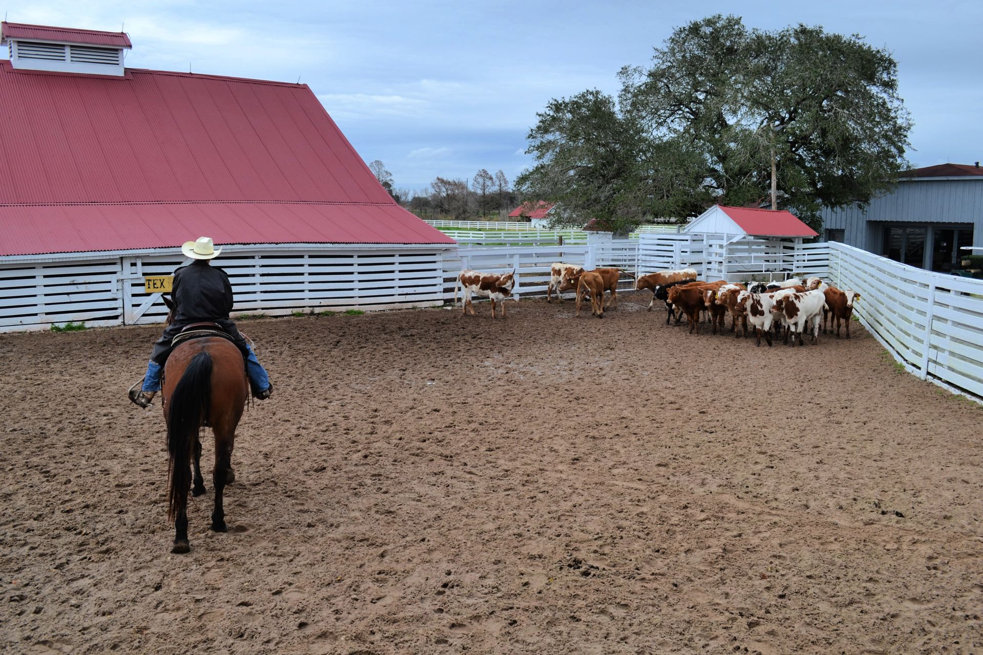 Rider on horseback in a muddy arena herding cattle near red-roofed barns and white fences