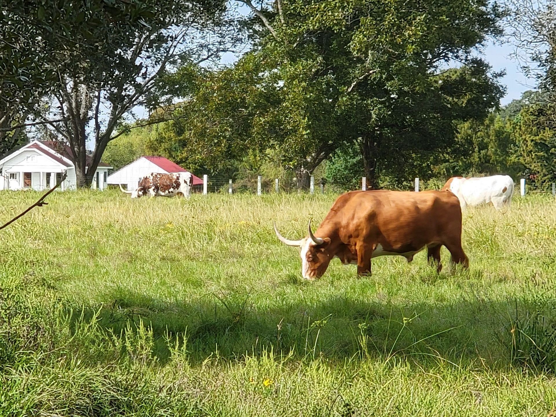 Brown cow grazing in a sunny grassy field with white cattle and tents in the background