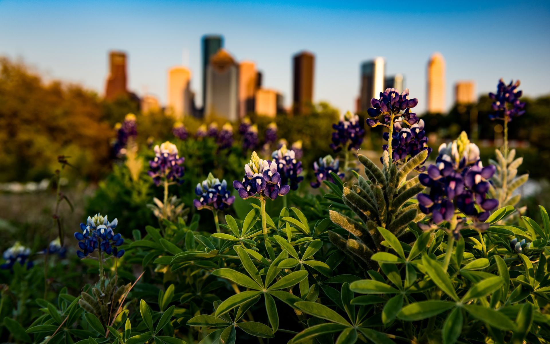 Purple wildflowers in the foreground with a blurred city skyline in the background at sunset