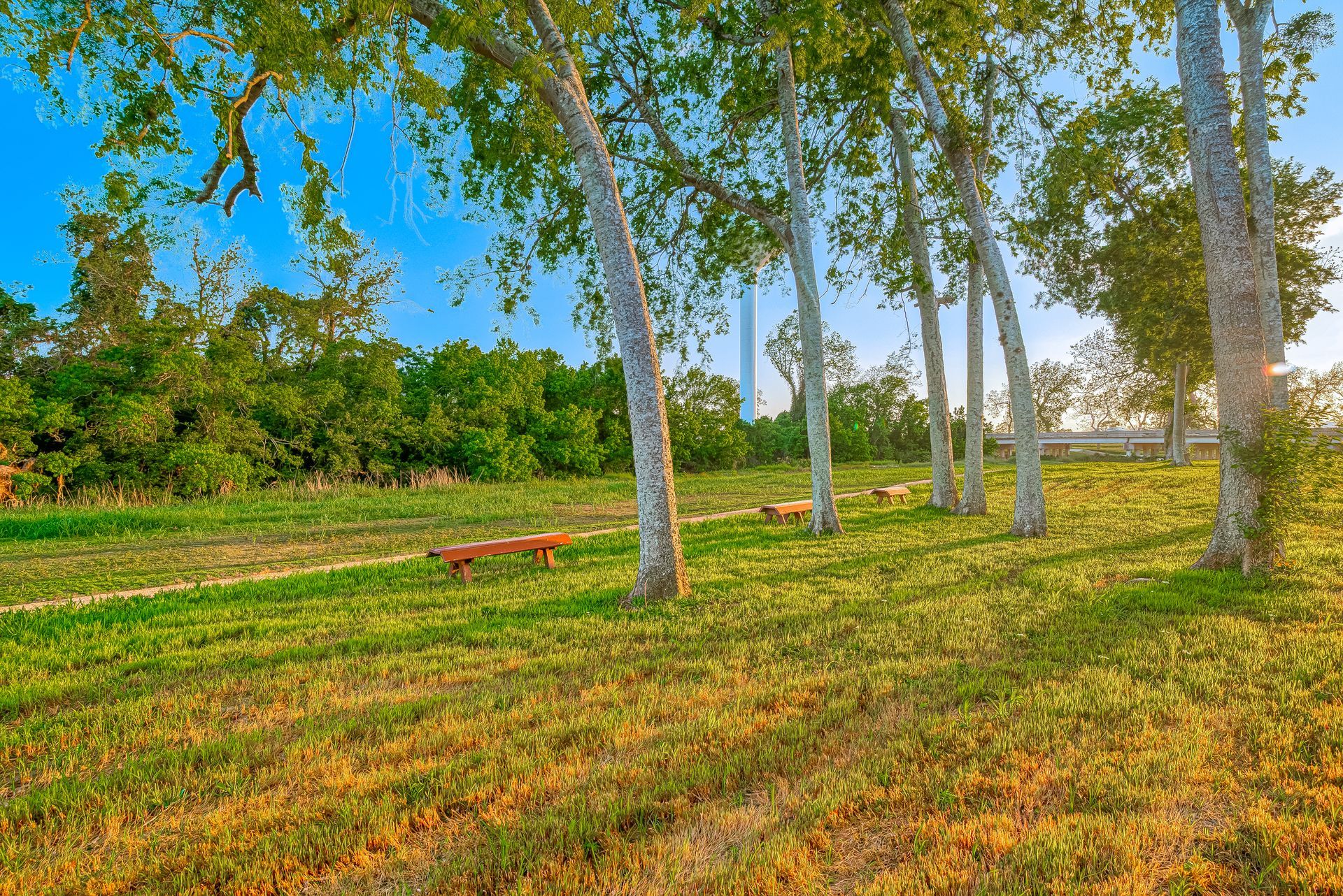 Sunny park with tall trees and a grassy field, with a red bench in the distance