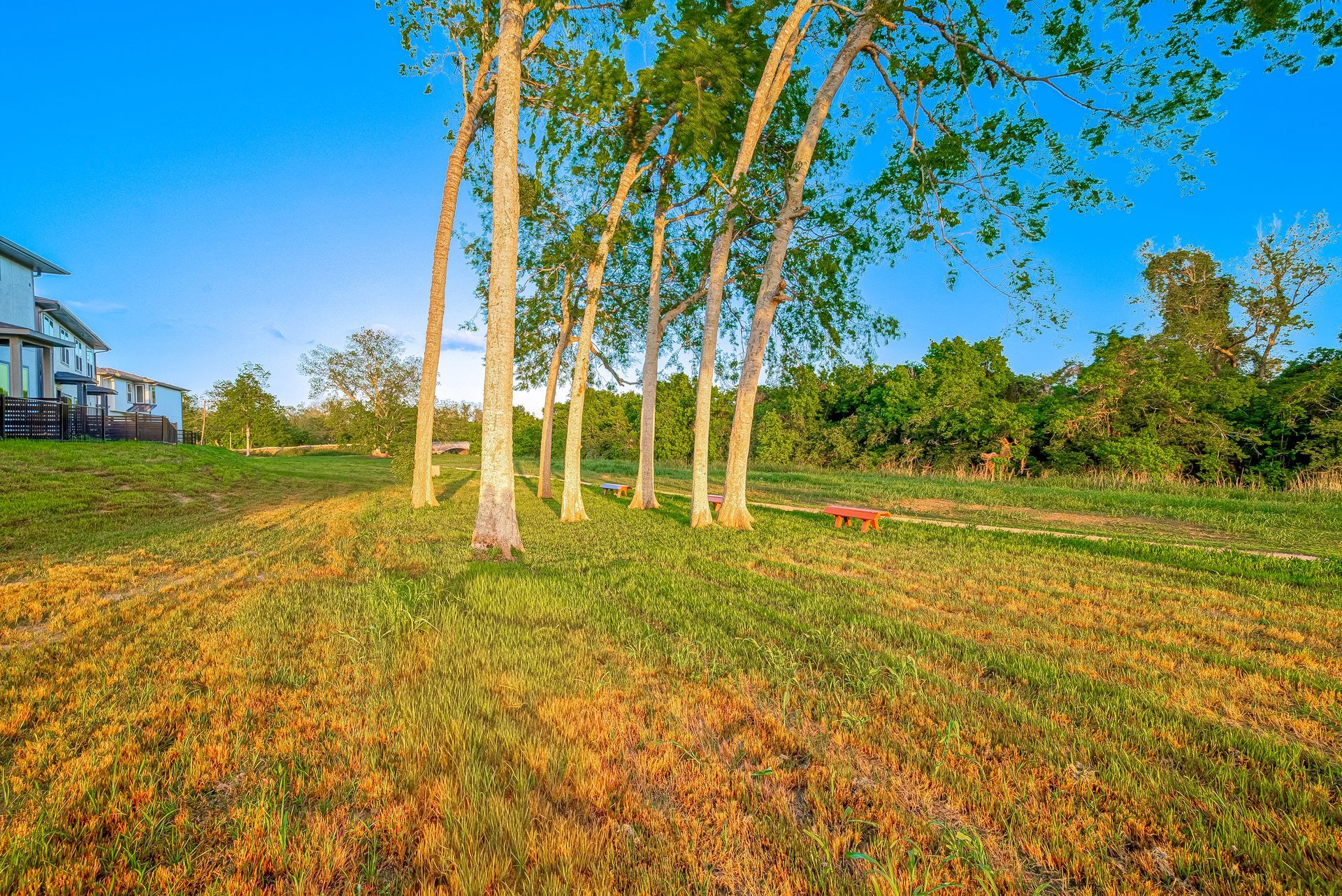 Sunny grassy field with tall trees under a bright blue sky