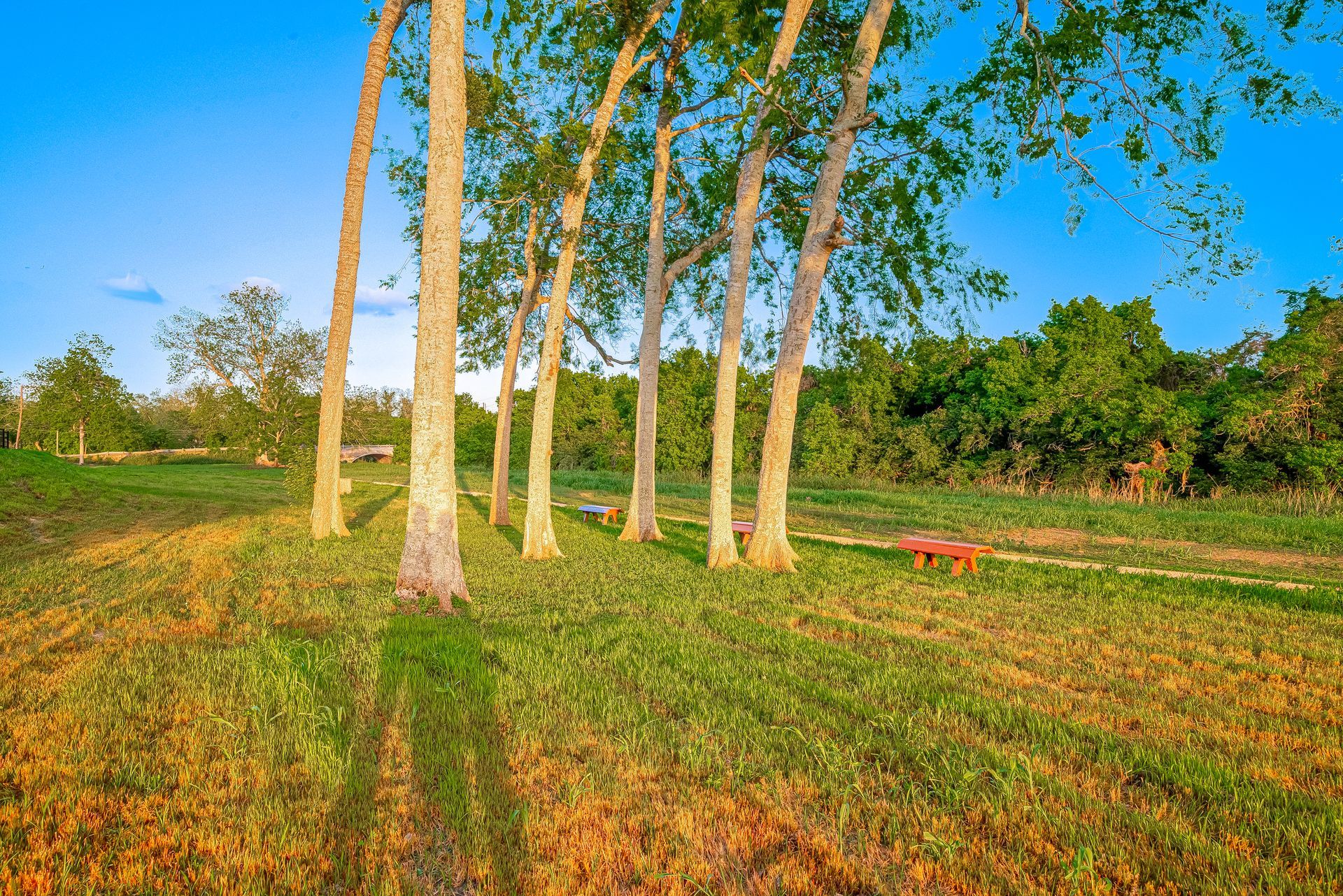 Sunny grassy field with tall trees and a red bench under a blue sky