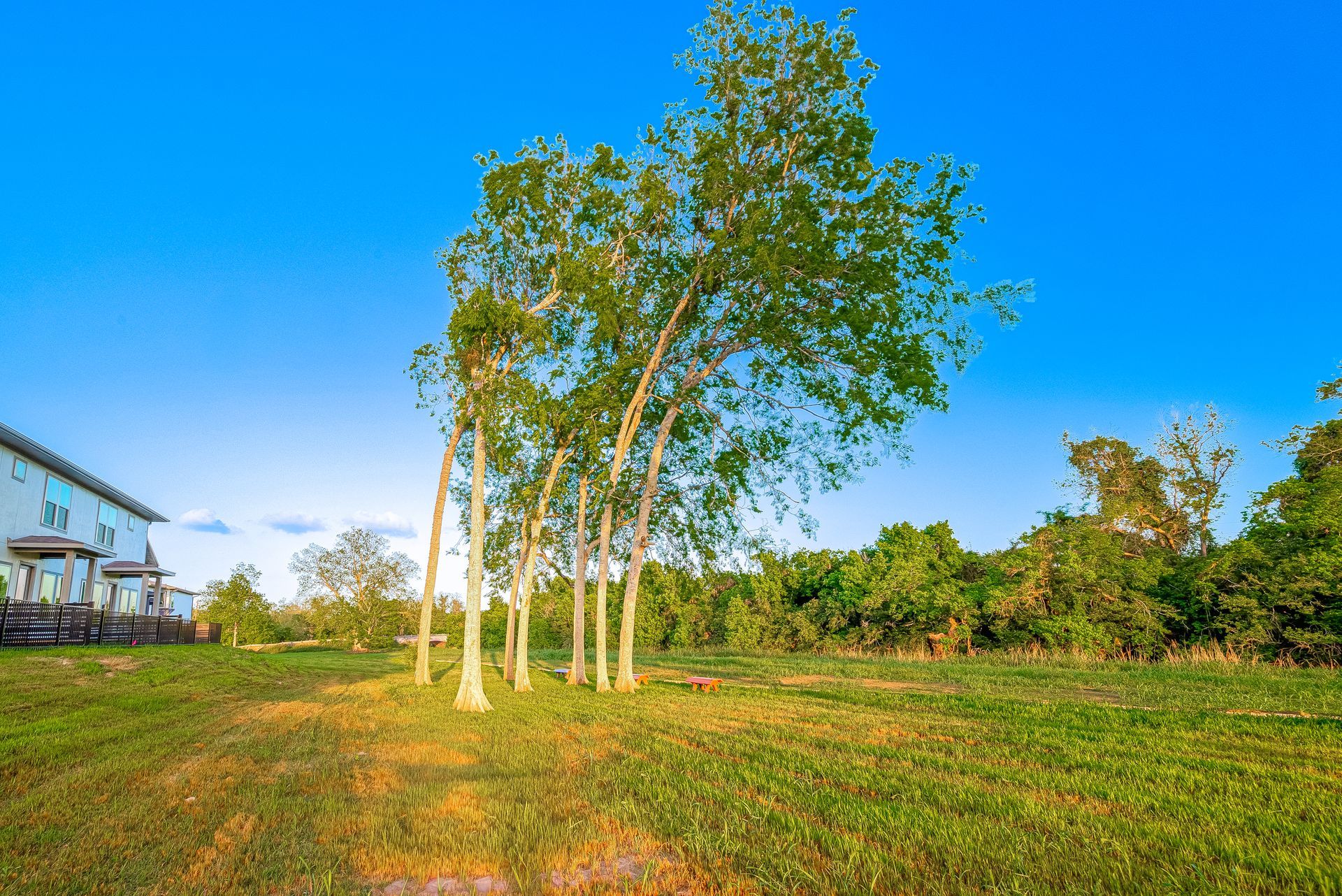 White birch trees in a sunny green field beside a house under a clear blue sky