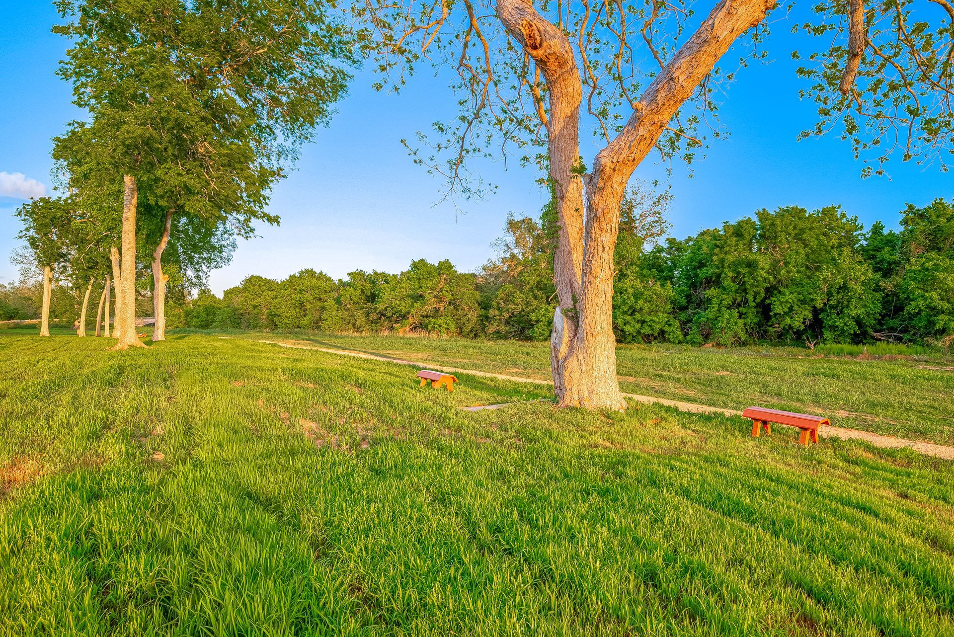 Sunny park with green grass, trees, and red benches under a blue sky