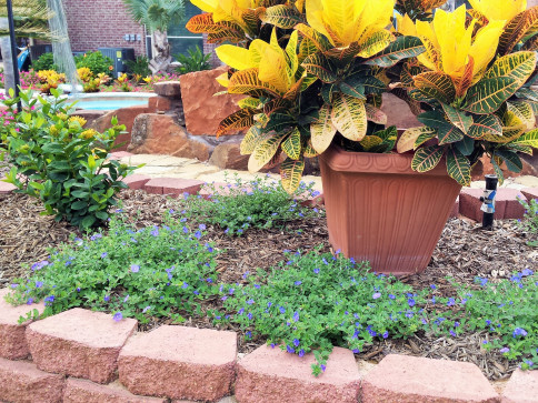 A brown pot with yellow and green Croton plants in a landscaped garden, with blue flowers.