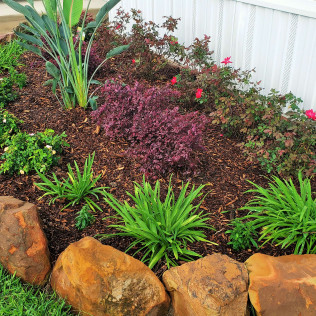 Garden bed with brown mulch, green and red plants, and large brown rocks.