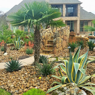 A landscaped yard with various desert plants, rock accents, and a large house in the background.