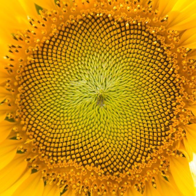 Sacred Journey Module 14 Rebirthing Yourself