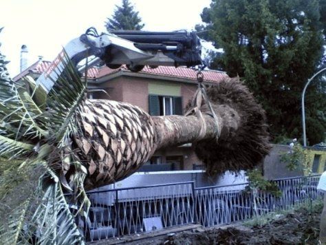 Sollevamento alberi con gru