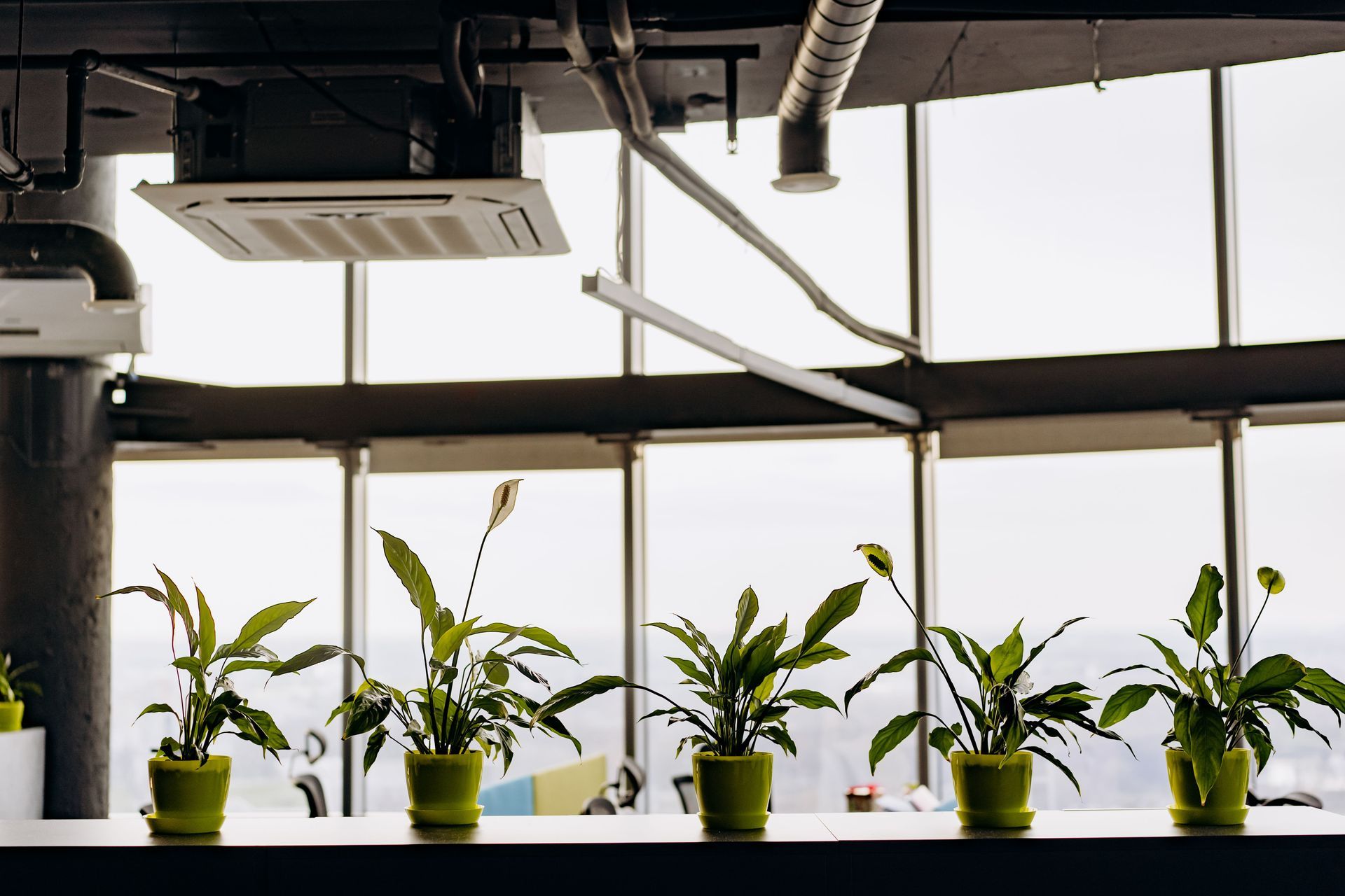 Potted green plants on a windowsill in a bright indoor greenhouse or office space