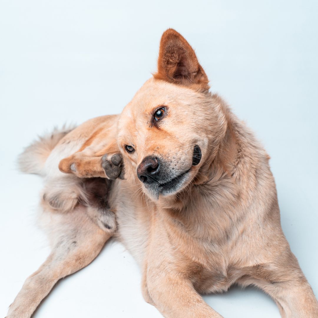 Canine Allergist