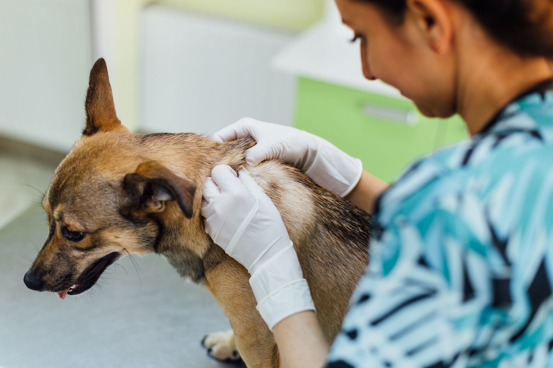 Veterinary Dermatology