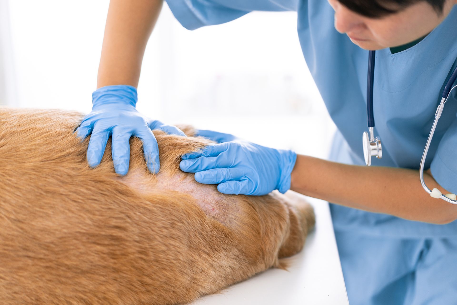 Canine Dermatologist