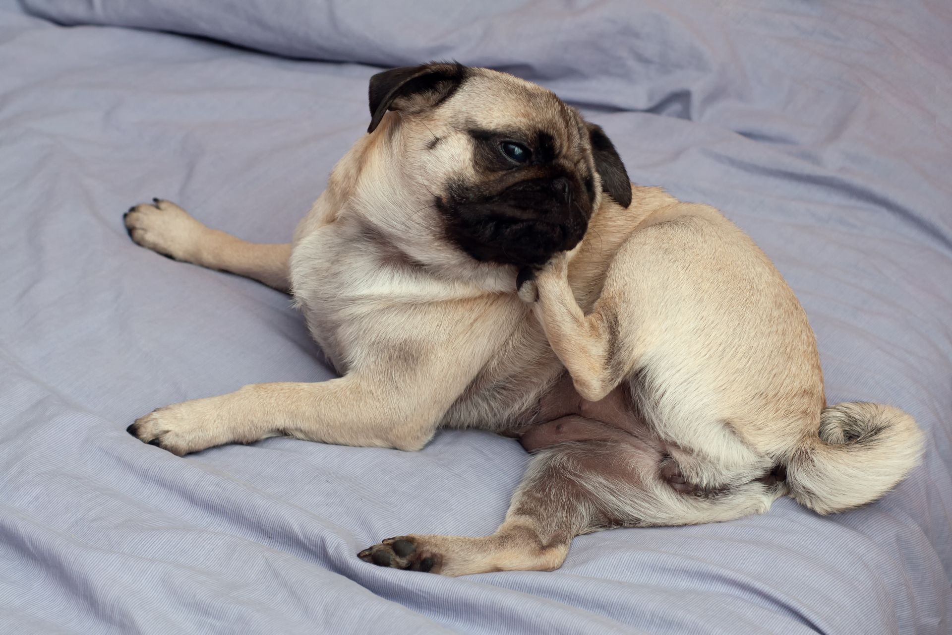 Canine Allergist
