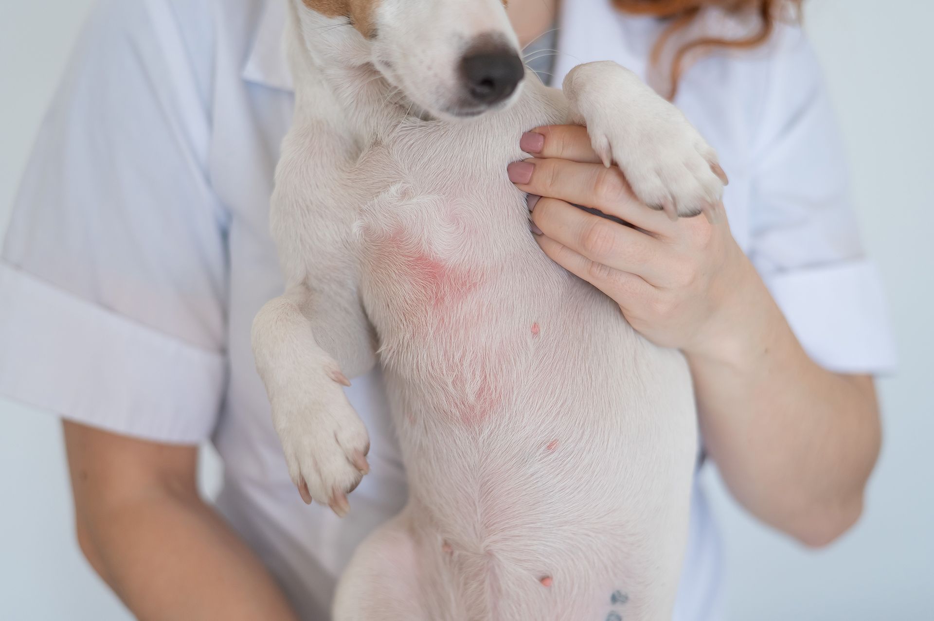 Feline Dermatologist