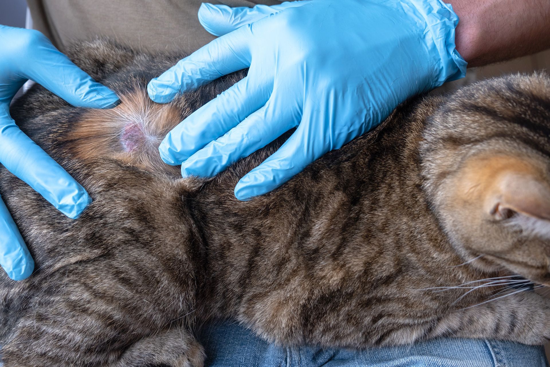 Feline Dermatologist