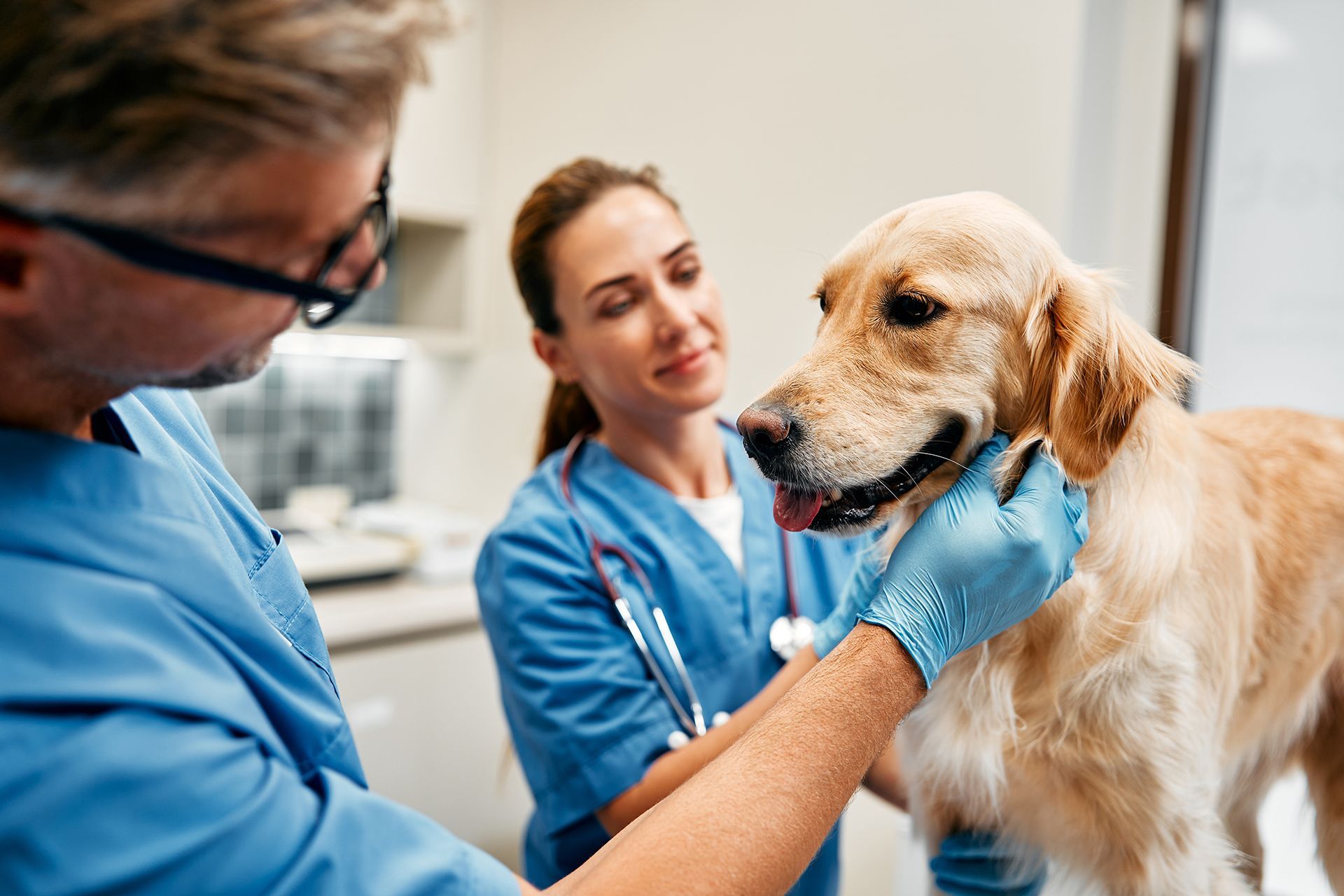 Veterinary Care