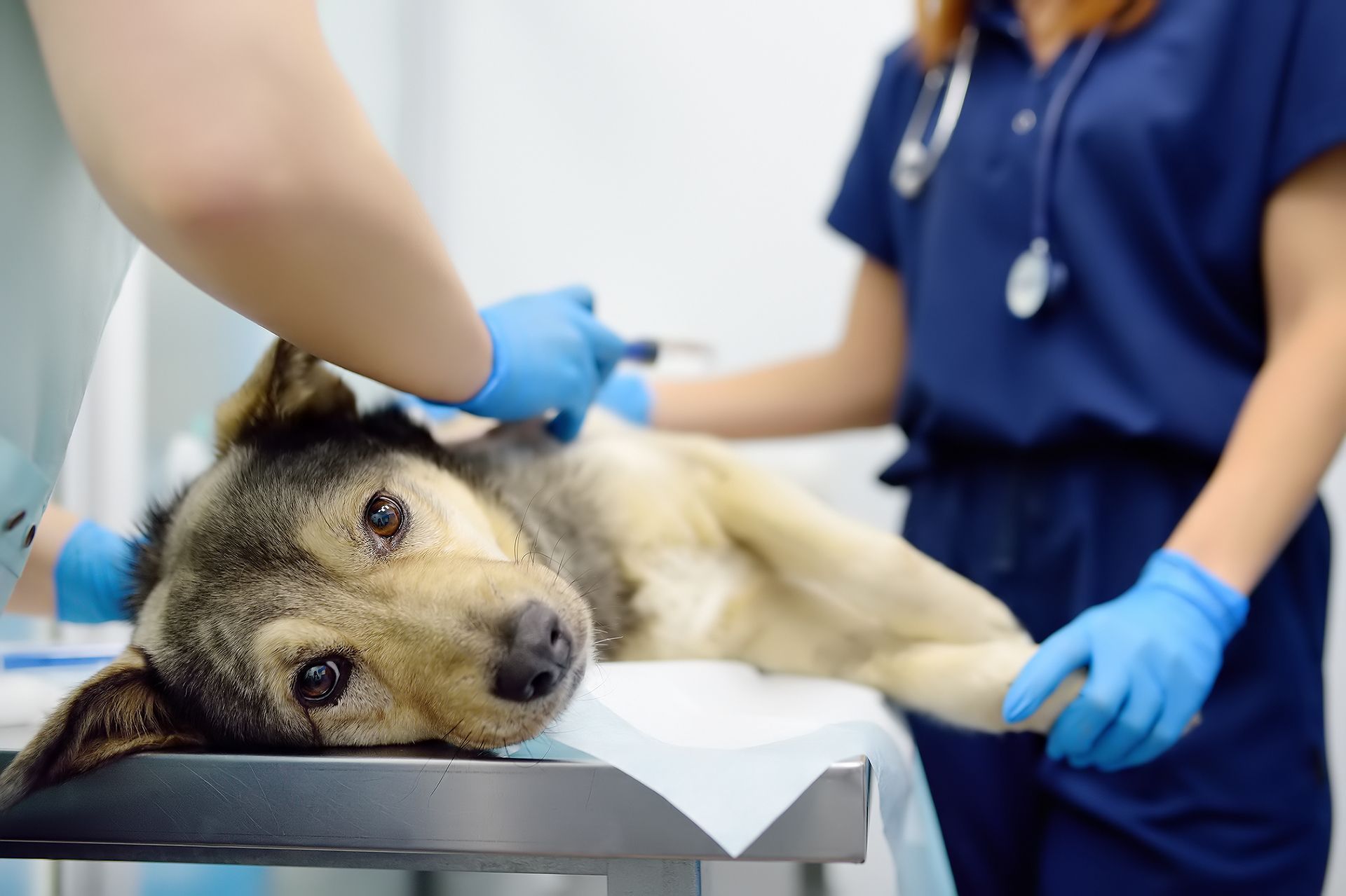 Pet Cancer Treatment