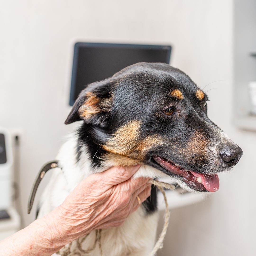 Veterinary Dermatology