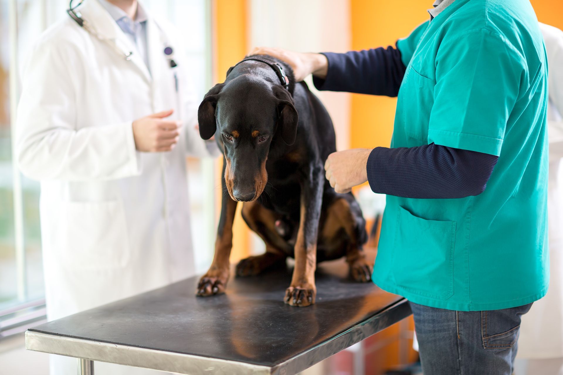 Pain Relief for Dogs With Cancer