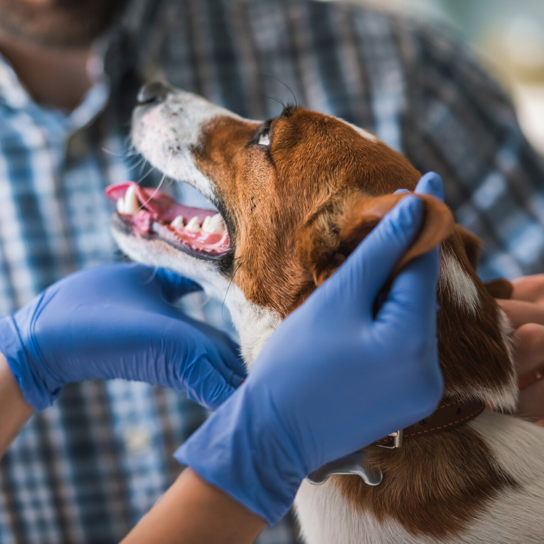 vet petting dog behind the ears