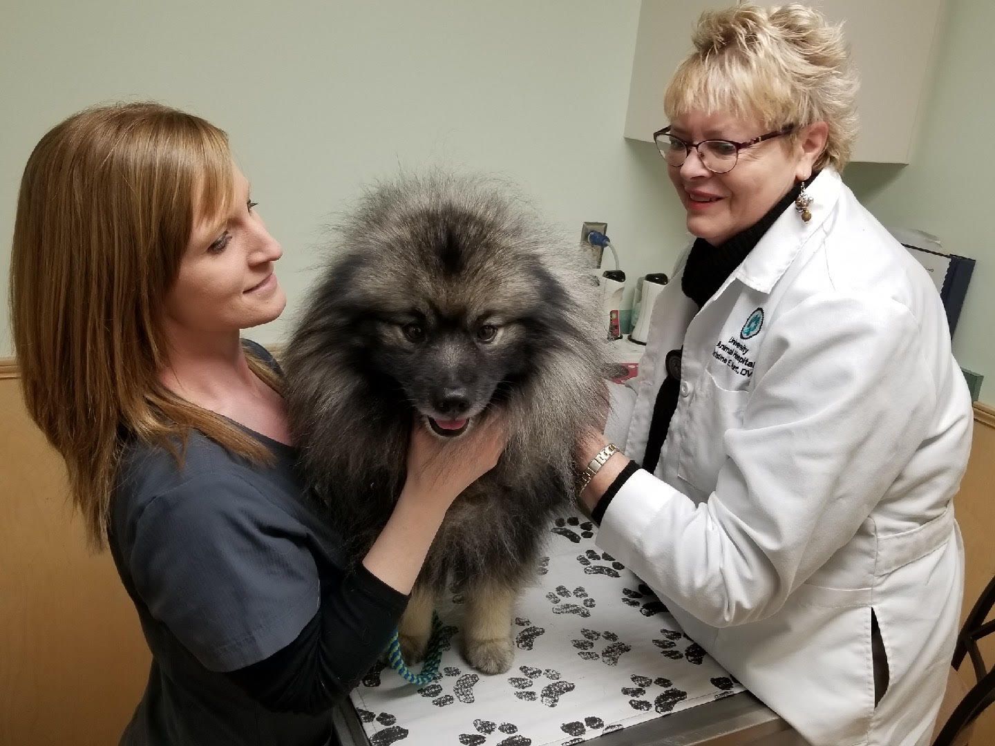 Dog being treated