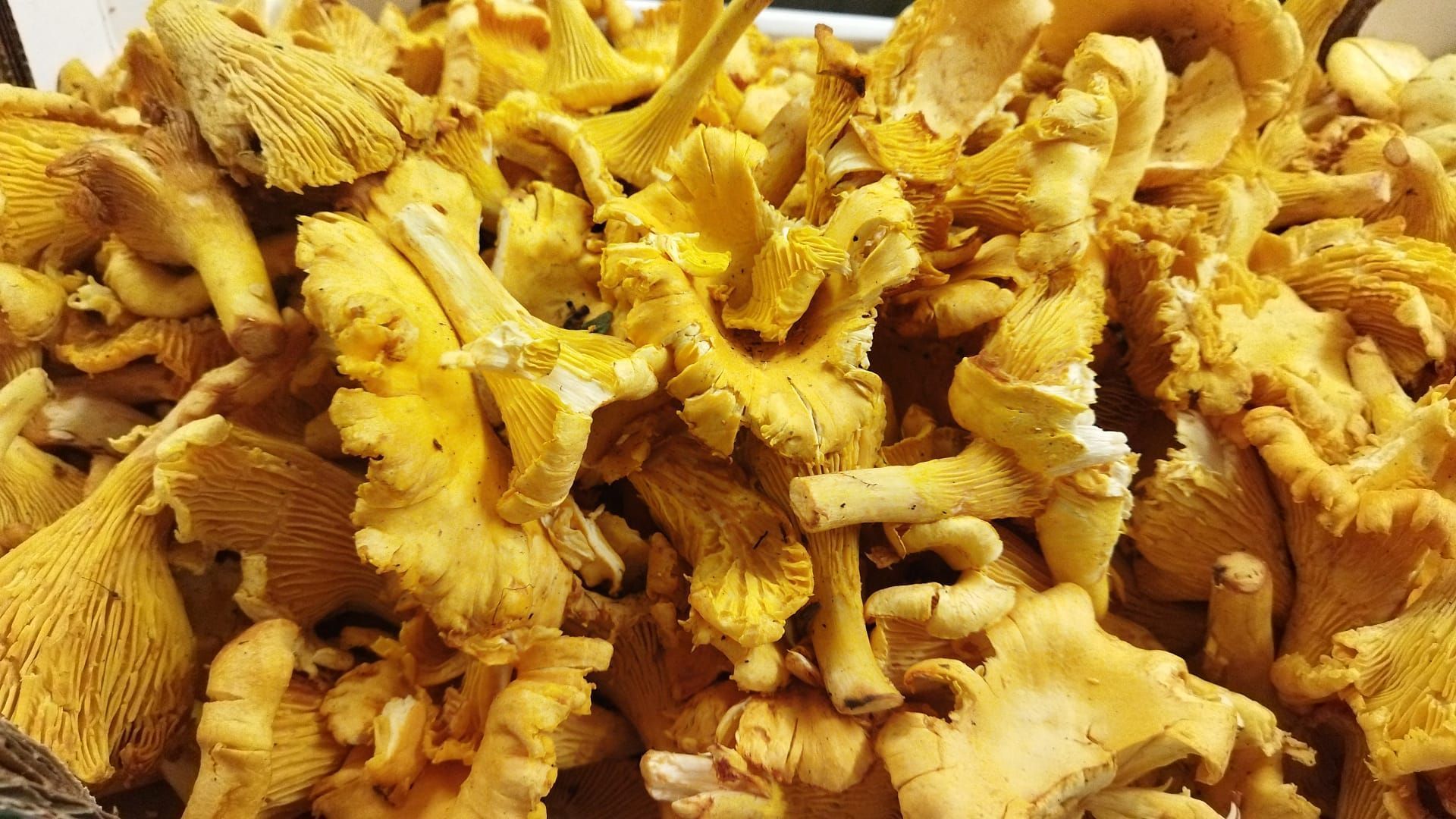 Un mucchio di funghi finferli gialli sparsi su una superficie
