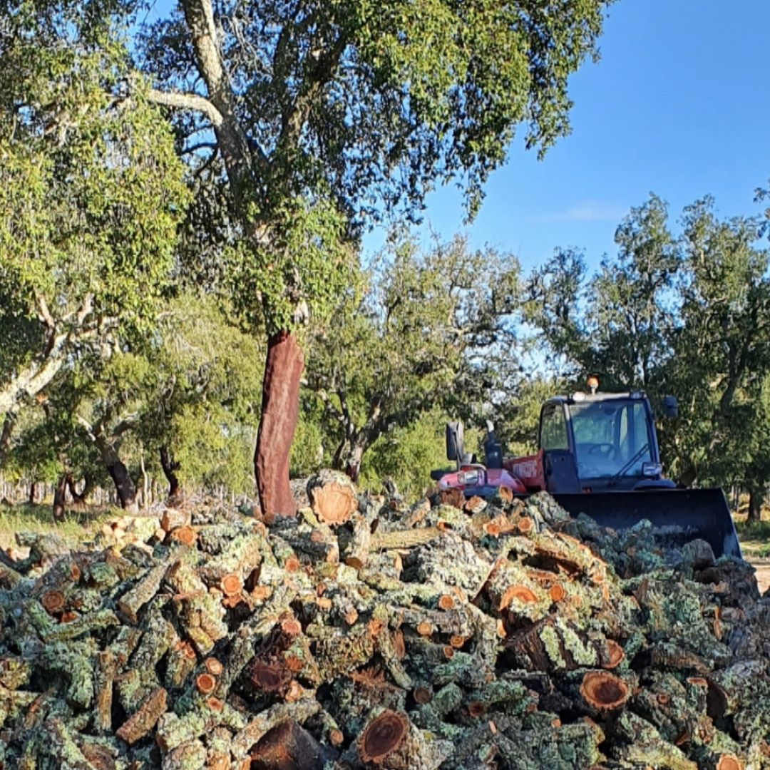 Limpeza dos sobreiros