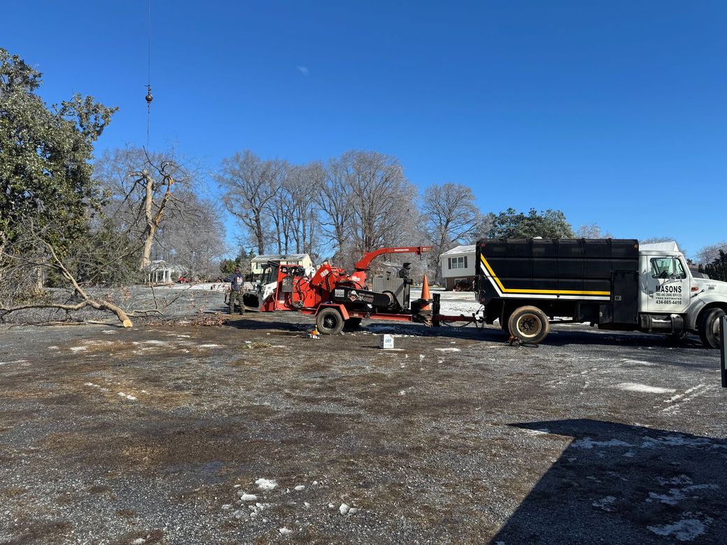Workers trimming a large tree beside a trailer, with cut branches piled on the lawn