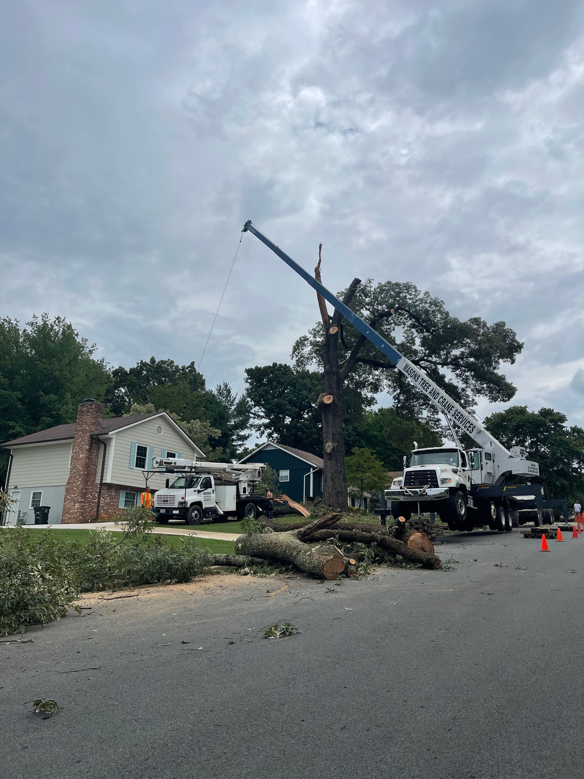 Worker in an orange safety vest on a lift trimming a large tree beside a house