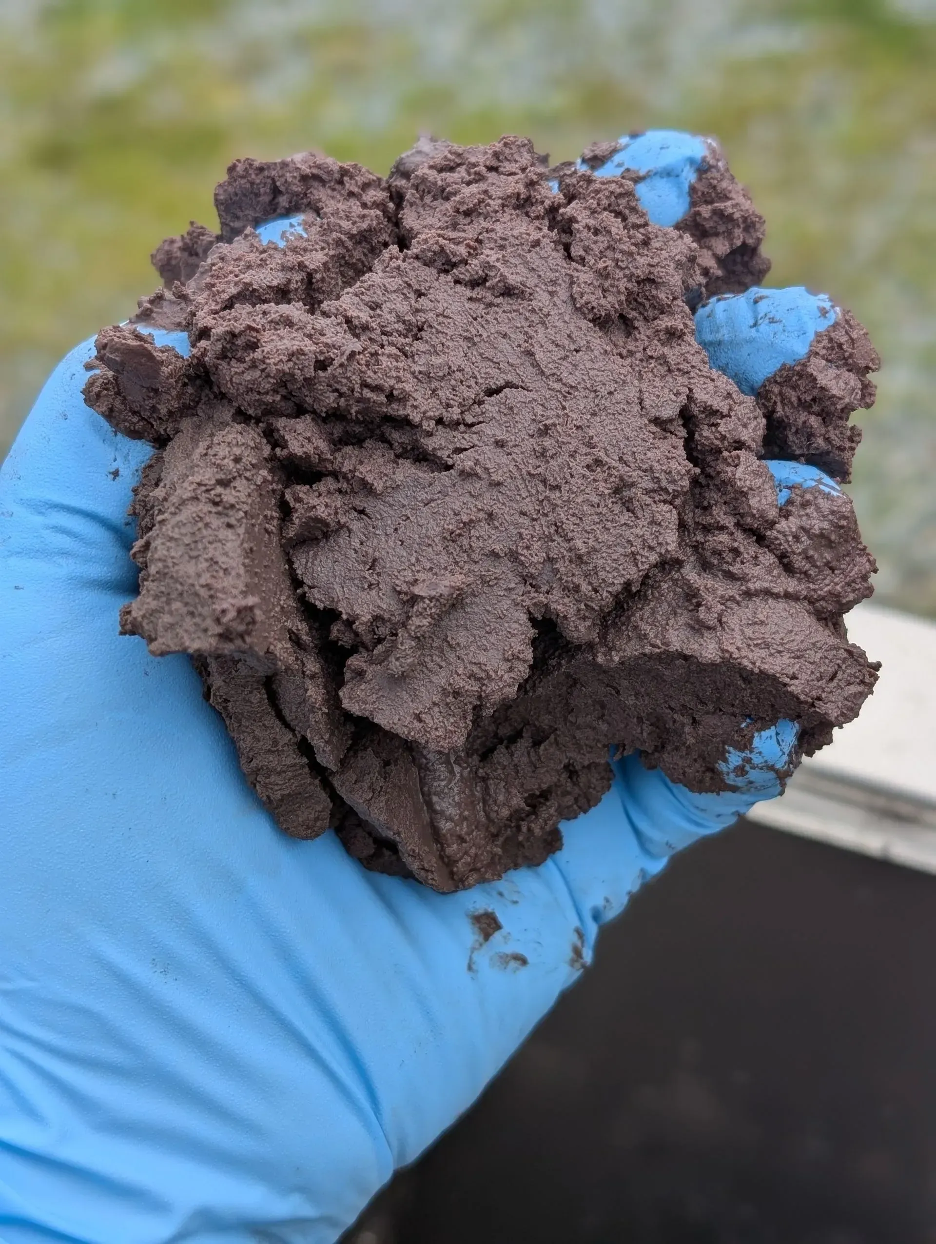 Blue-gloved hand holding a clump of dark brown soil or compost outdoors