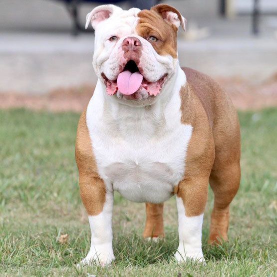 A brown and white dog is standing in the grass with its tongue hanging out.