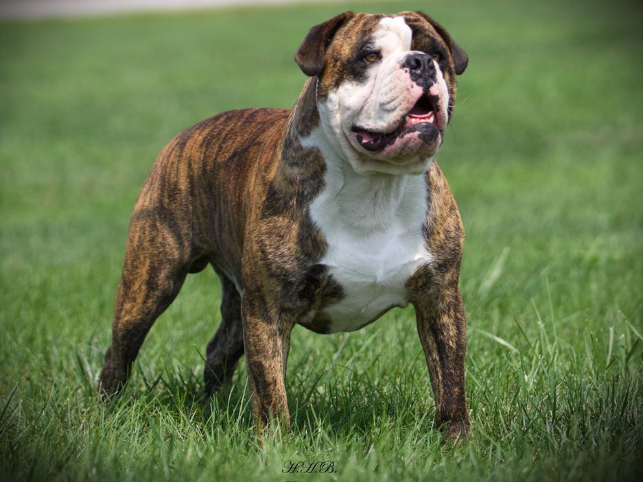 A brown and white bulldog is standing in the grass.