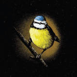 A small yellow and blue bird is perched on a branch.
