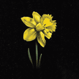 A close up of a yellow flower on a black background.