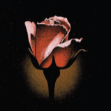 A close up of a red rose on a black background