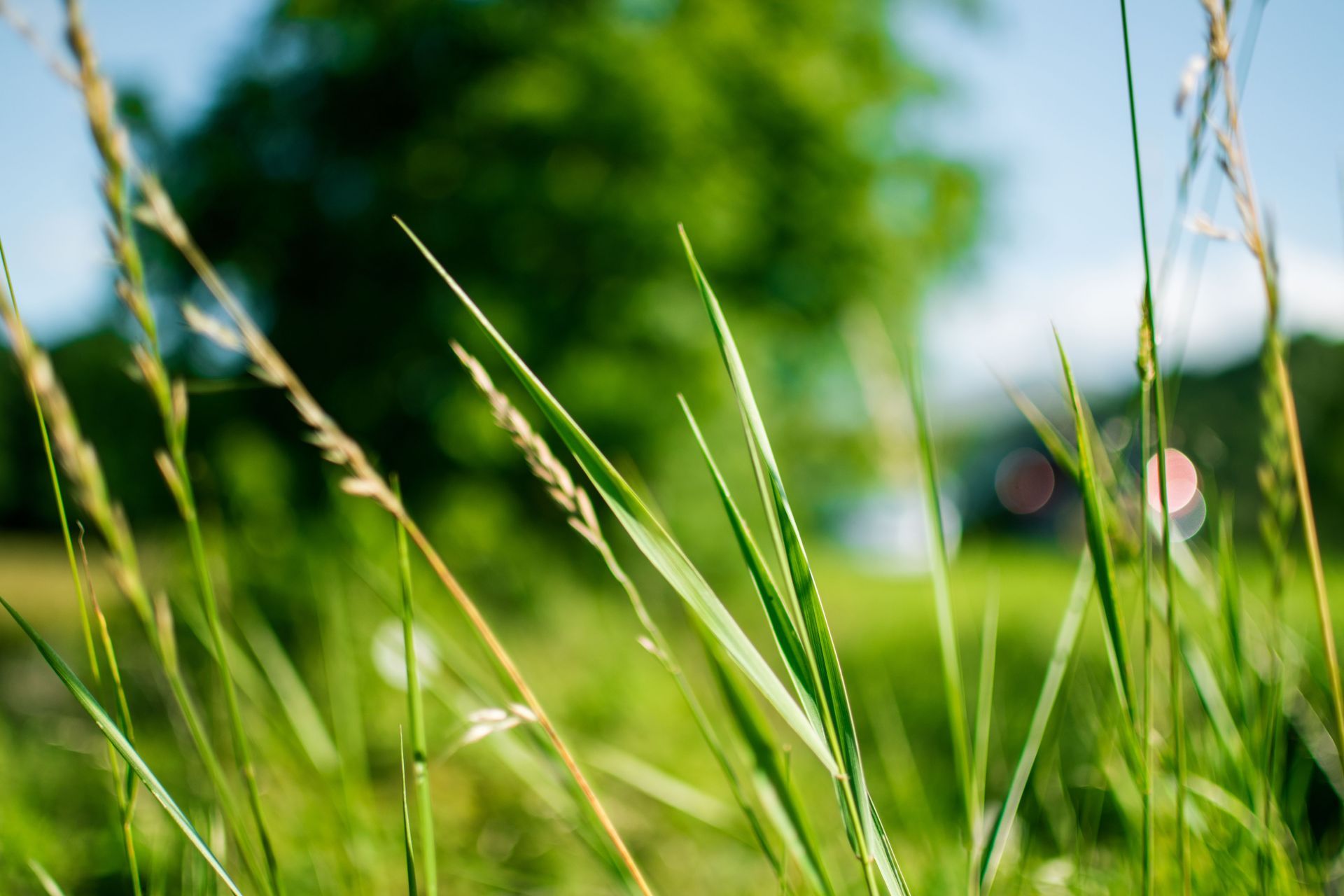 Professional weekly lawn mowing and edging service in Camden Delaware