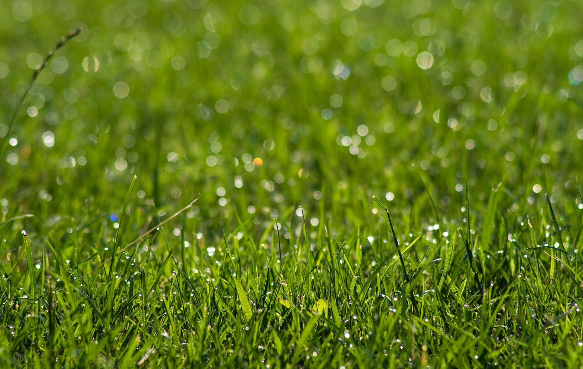 Core aeration and overseeding services for healthier Dover DE lawns