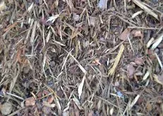 Close-up of dry leaves, twigs, and mulch scattered on the ground.