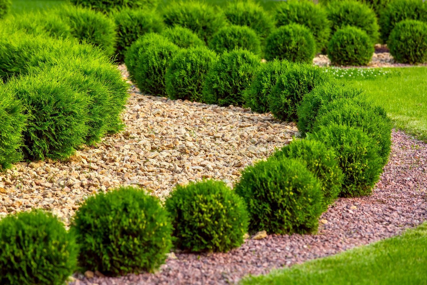 Curved garden border with round green shrubs and a gravel path through bright grass.