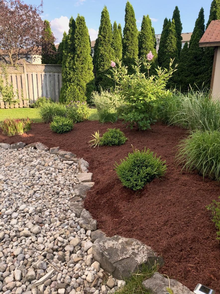 Landscaped backyard with red mulch, shrubs, stone edging, and tall evergreens beside a gravel path