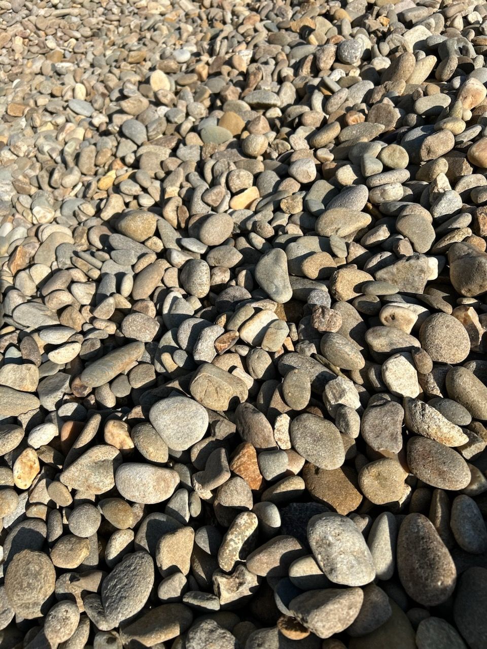 Close-up of a bed of smooth tan and gray pebbles in bright sunlight
